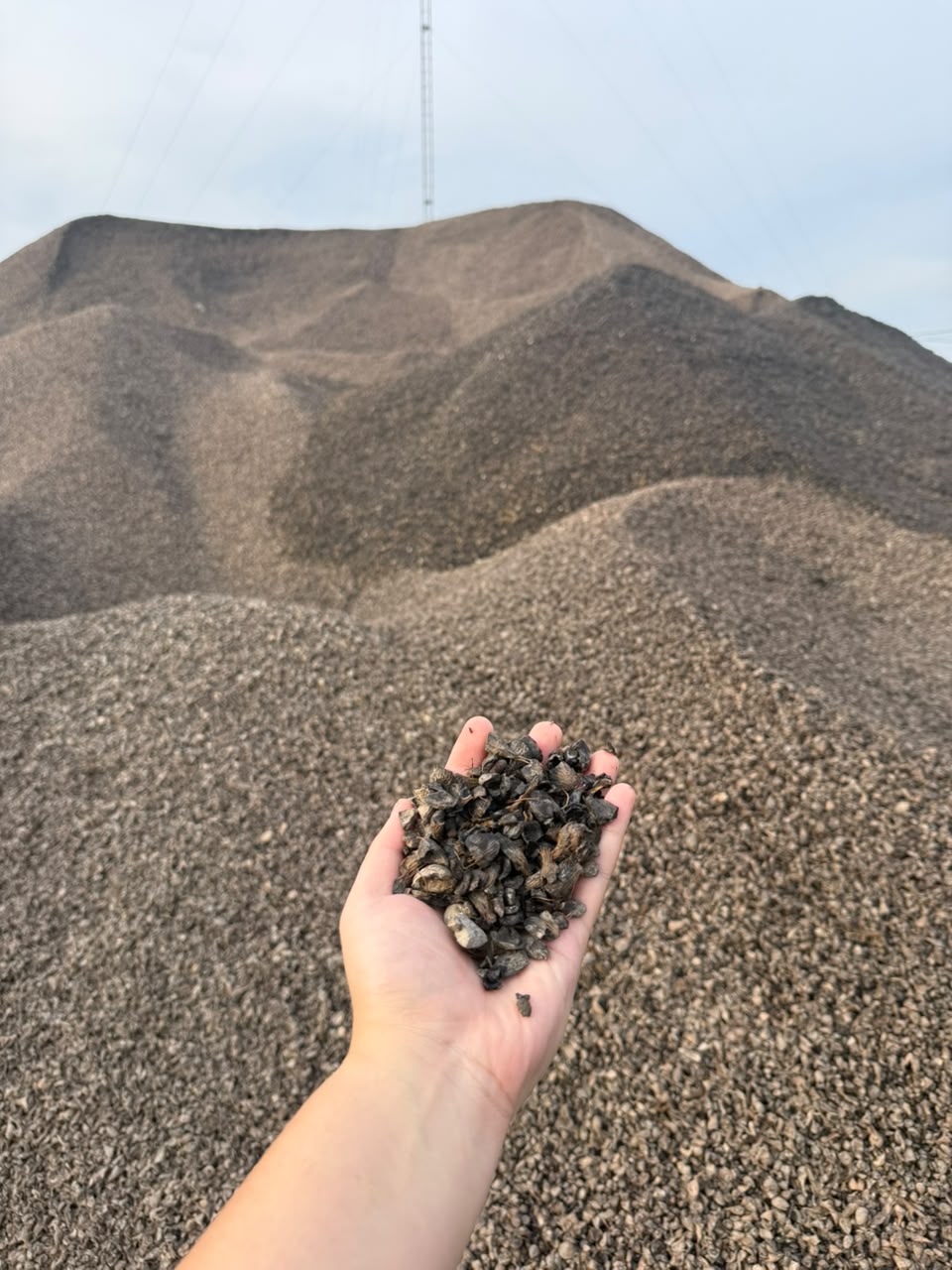 Palm Kernel Shell produced by PT Kencana Mas Sedjati 2